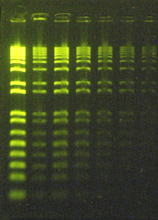 6X GRGreen DNA Loading Buffer