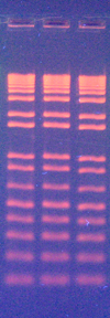 GRRed DNA Loading Buffer