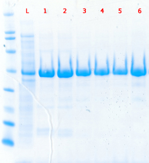 Human Protein Kinase Alpha, PKA, C alpha, cAMP-dependent protein kinase catalytic subunit alpha isoform 1 - Click Image to Close